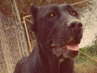 cane corso nero femmina